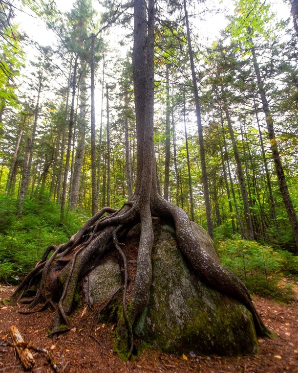Tree Roots Grabbing a Rock along the Appalachian Trail Maine USA  ignatureprofessor