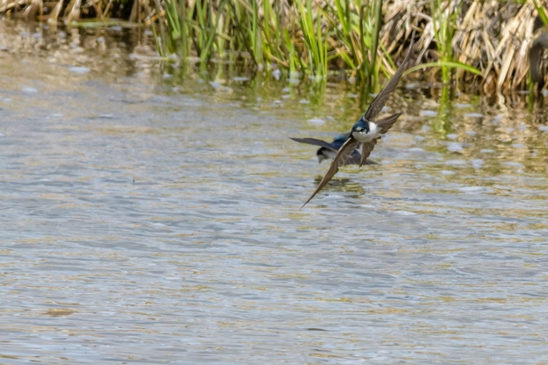 Tree Swallow arriving in Montana 