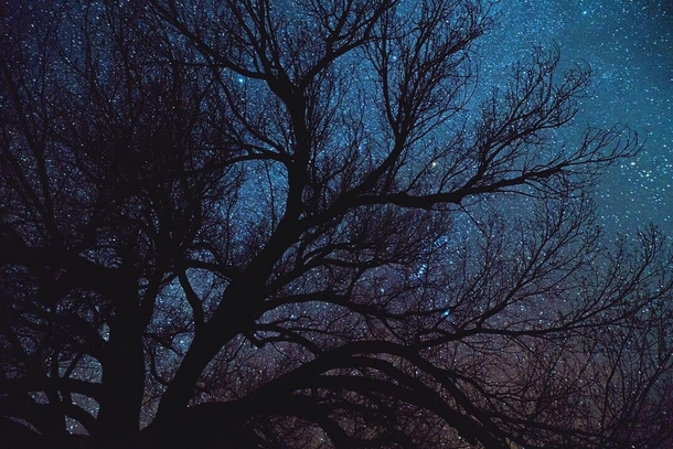 Trees and stars