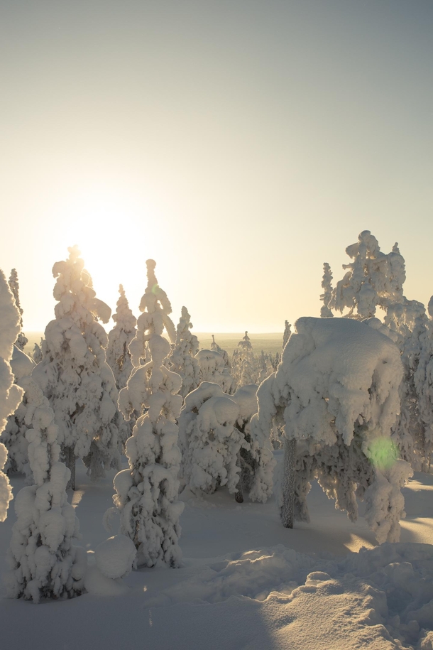 Trees as far as eyes can see Lapland 