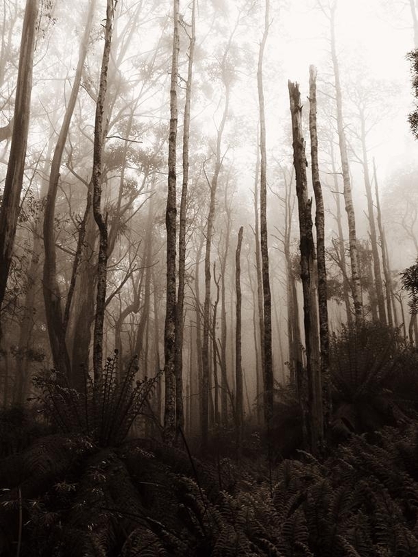 Trees in mist Ben Cairn Victoria Australia 
