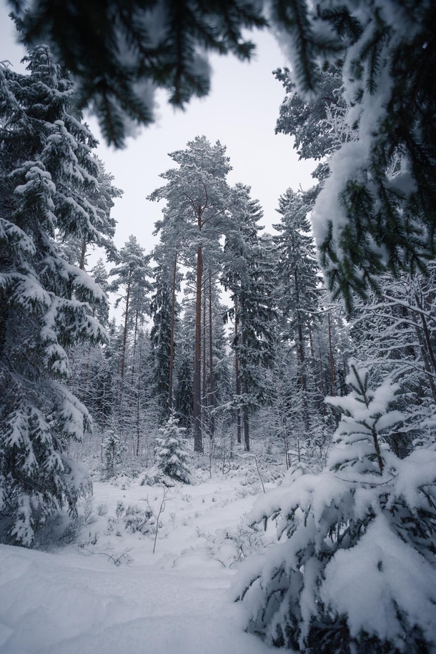 Trees of the snowy forest in Central Finland 