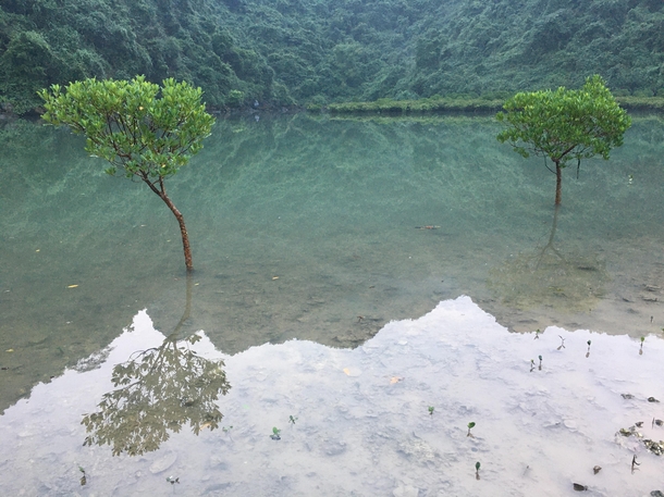 Trees on the shore of Cat Ba Island Vietnam 