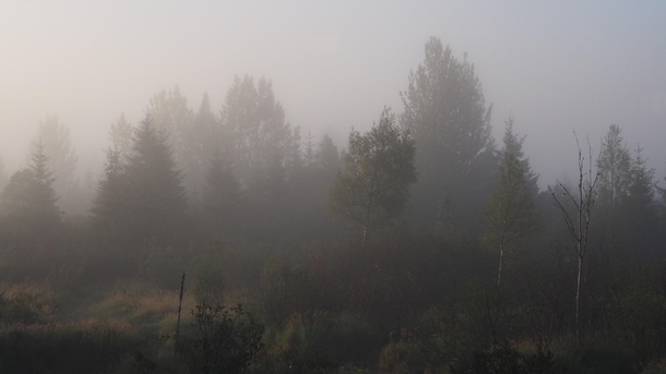 Trees through the mist Alaska 