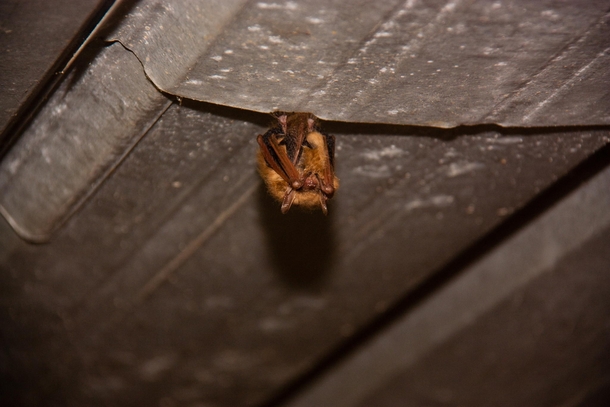 Tri-Colored Bat Perimyotis subflavus just hanging out under my deck 