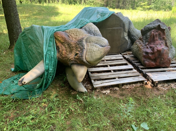 Triceratops in a field on a dirt road in rural Vermont
