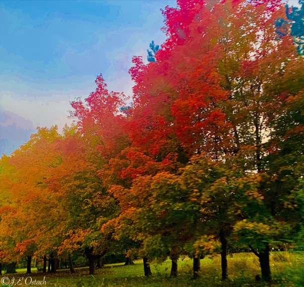 Tricolor autumn trees in Michigan OC  Instagram jeostachphoto