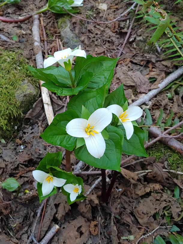 Trilliums I saw while hiking last weekend