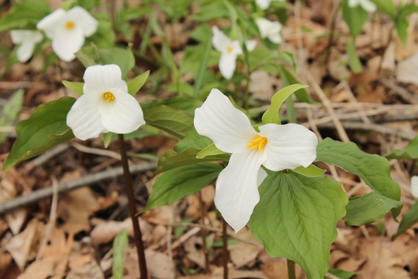 Trilliums in bloom one of the best things about spring Trillium grandiflorum