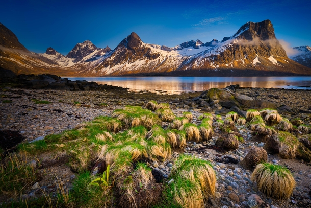 Troll younglings almost ready to hatch at a fjord of Senja Norway 