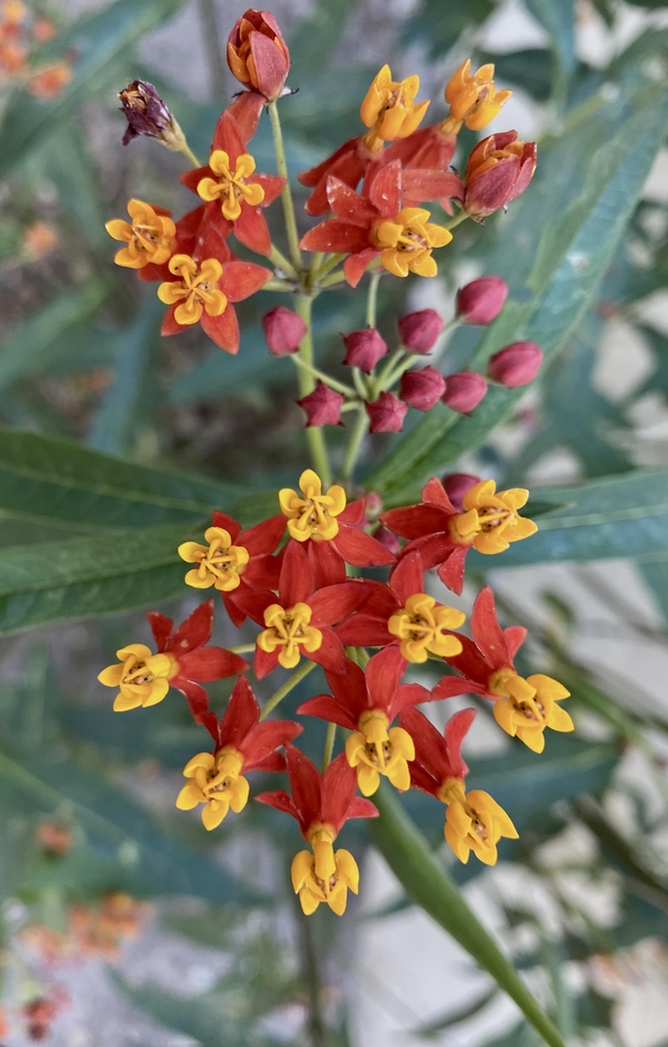 Tropical Milkweed Asclepias curassavica from my walk this afternoon It is beautiful but is bad for Monarch Butterflies