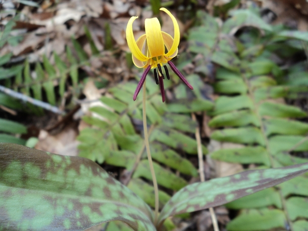Trout Lily from NC 