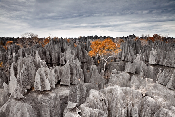 Tsing de Bemaraha - one of the newest parks in Madagascar  photo by Alexei Suloev