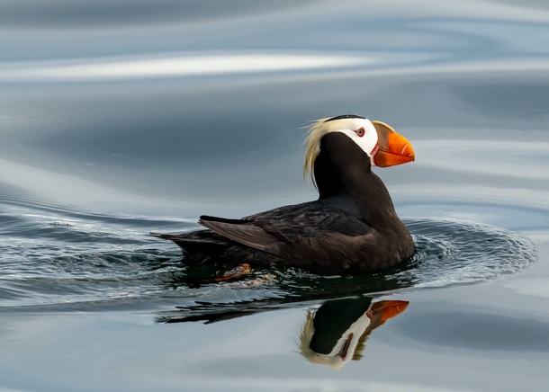 Tufted puffin on the ocean 