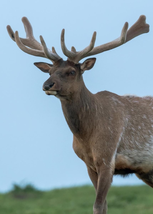 Tule Elk Pride of Point Reyes Photorator