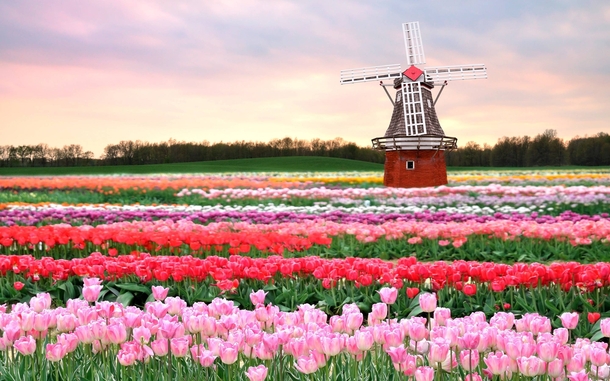 Tulip field in the Netherlands 
