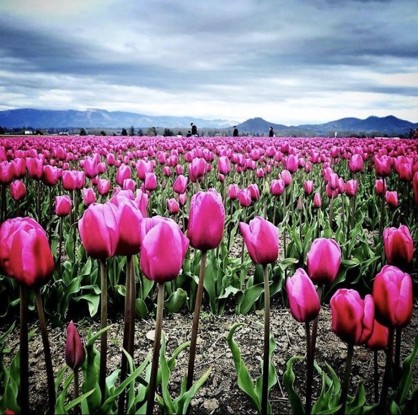 Tulip Fields MT Vernon WA