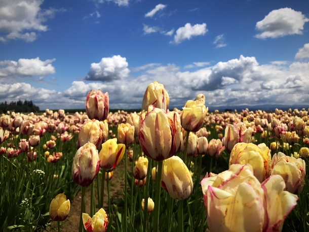 Tulip Fields Oregon 