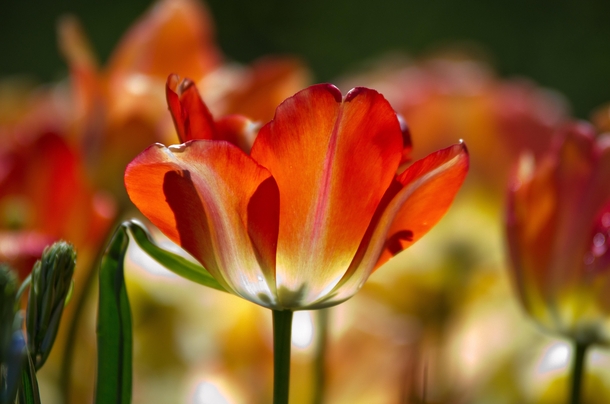 Tulip in the sun at Longwood Gardens 