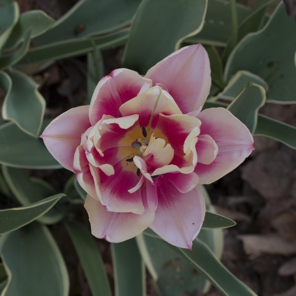 Tulip Soft focus pastel-like