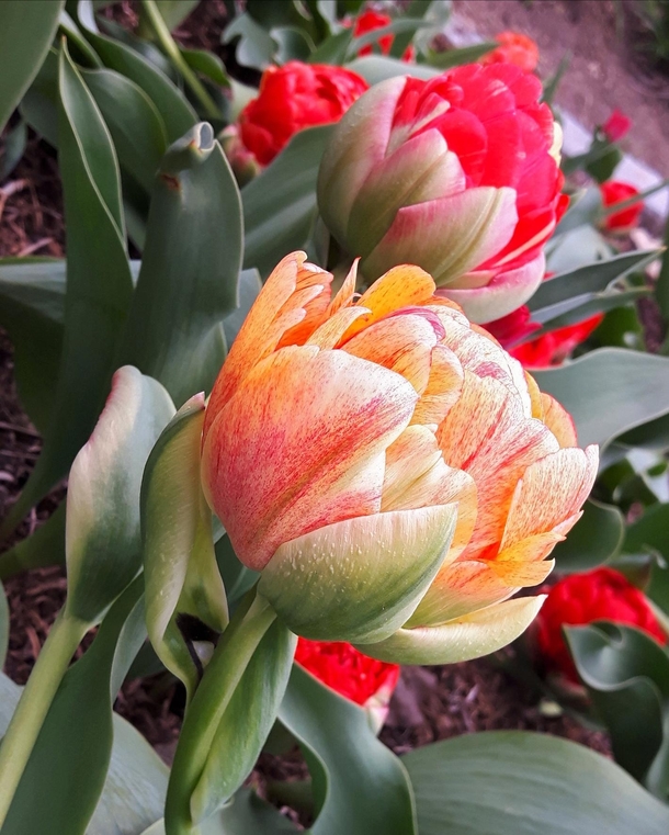 Tulipa Gudoshnik Double - peonyflowering tulip