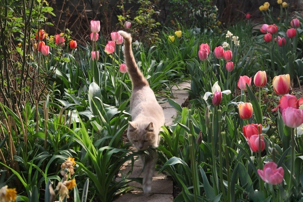 Tulips and cute cat