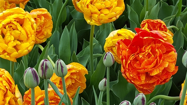 Tulips in Washington Park AlbanyNY 