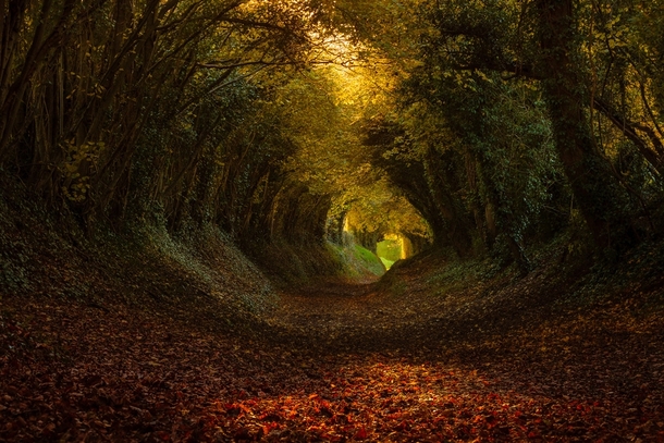 Tunnel of Trees in Halnaker England - Photo by Finn Hopson 
