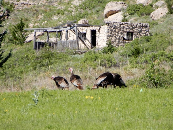 Turkeys At An Abandoned Lake Home in Rural Kansas