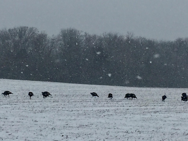 Turkeys in the snow Wisconsin