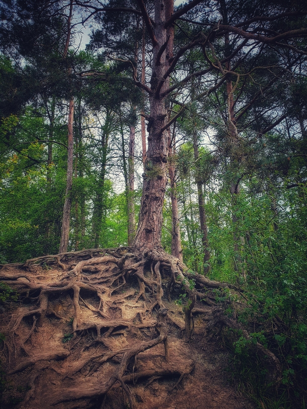 Twisted Roots at Irchester Country Park UK 