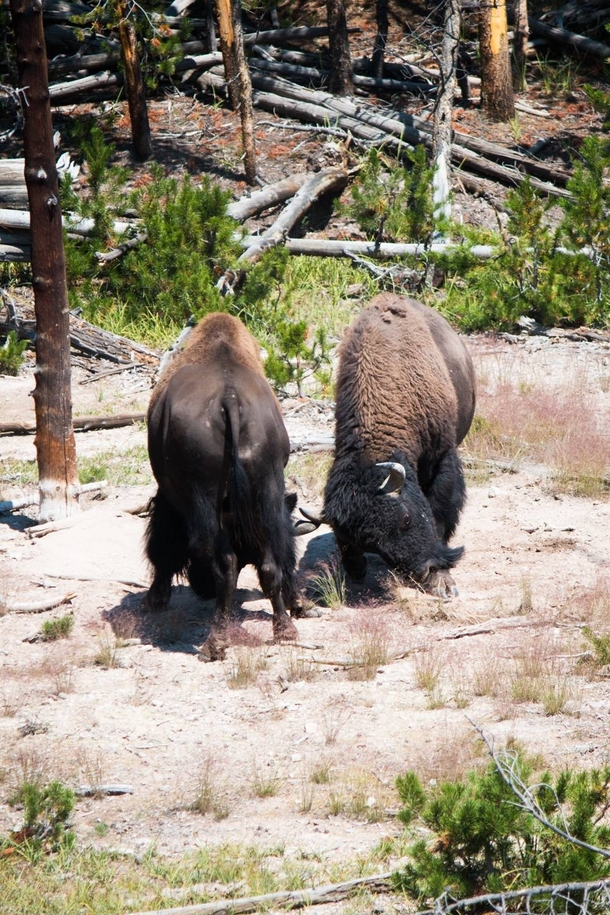Two American Bison fighting -BisonBisonOC 