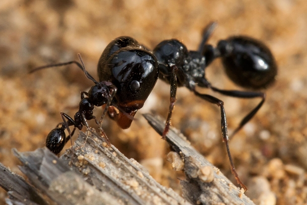 Two ants fighting 