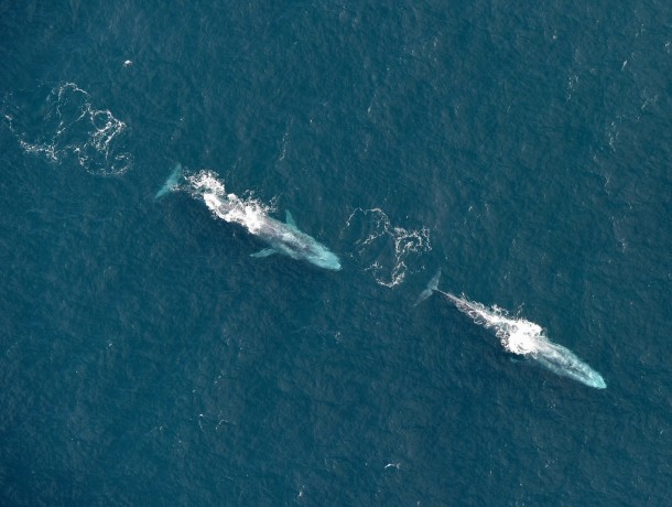 Two blue whales cruise the waters - nautical miles off Irelands south coast 