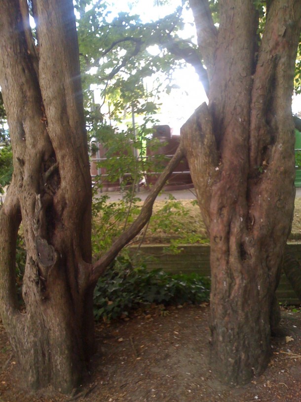 Two connecting trees 