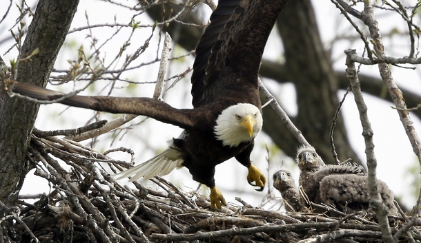 Two eaglets watch a bald eagle fly from their nest Charlie Neibergall 