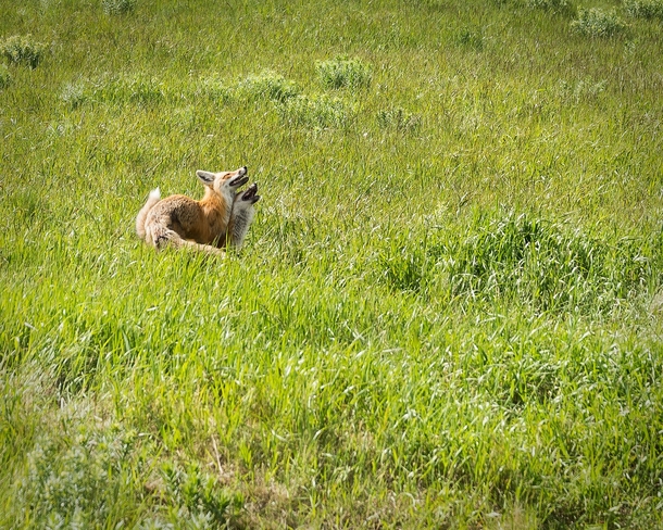 Two foxes playing in a open field in Waterton Alberta