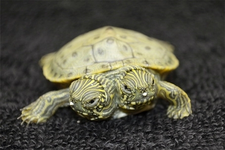 Two-Headed Turtle Found in the San Antonio Zoo 