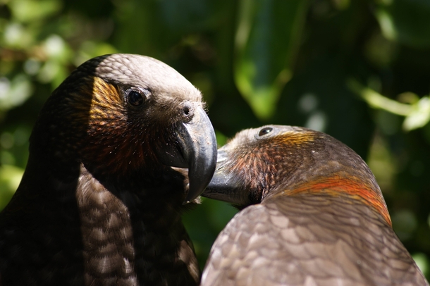 Two Kk Nestor Meridionalis One Cleaning The Other Photorator