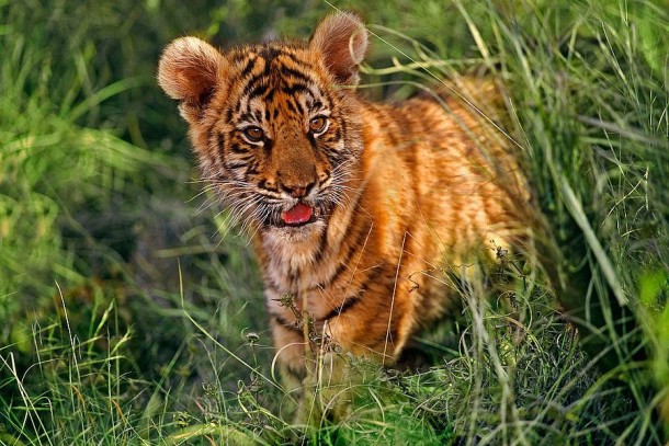 Two month old Indian tiger cub 