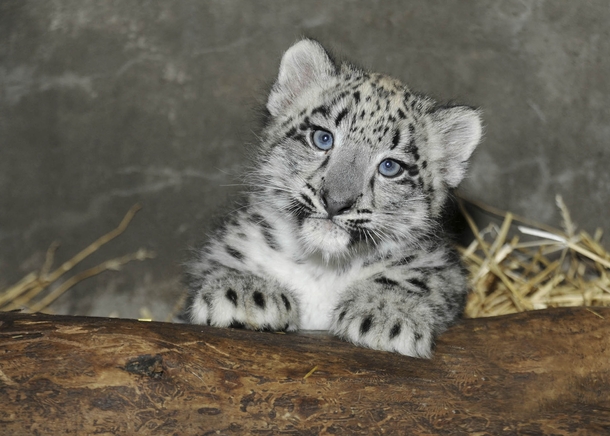 Two-month-old snow leopard cub at the Brookfield Zoo 