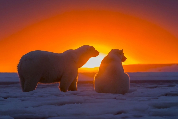 Two polar bears at sunrise Photo credit to Hugo Allesandro