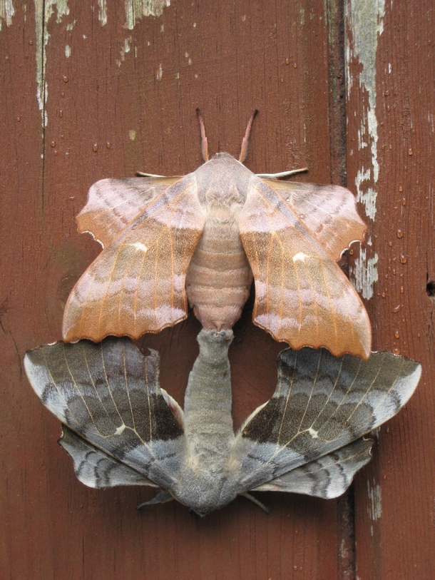 Two poplar hawk-moths in the process of mating Photo Kateshortforbob Belfast Northern Ireland July  