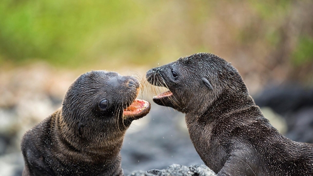 Two Sea Lion pups playing