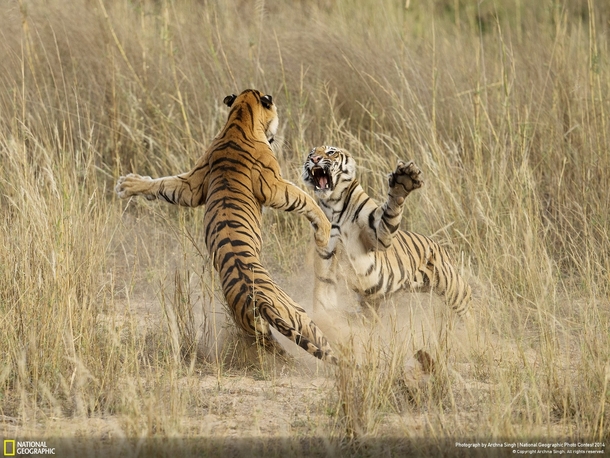 Two tigers playfighting in Bandhavgarh National Park Photo by Archna Singh 