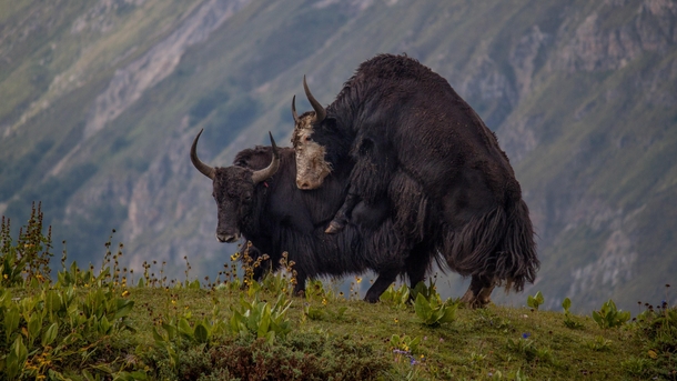 Two Yaks just playing in the Annapurnas Nepal 