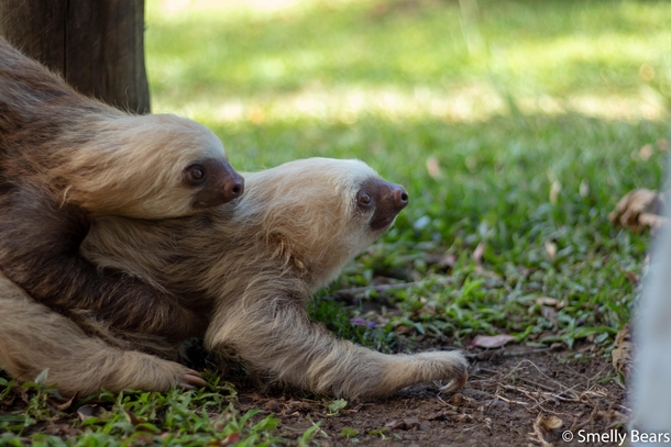 Two young Two Toed Sloths playing with each other halfway through their release program The Toucan Rescue Ranch in Costa Rica uses a  stage program to ensure each sloth has the best chance to reintegrate successfully