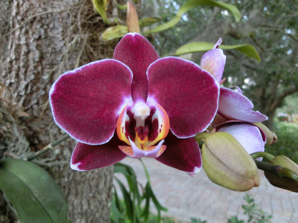 Tyrian purple orchid 