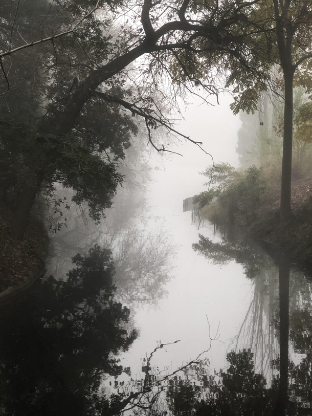 UC Davis Arboretum California Foggy Morning 