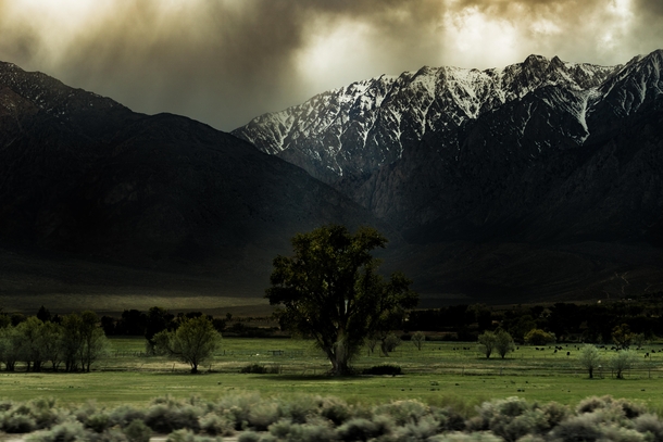 Under a looming storm an Eastern Sierra tree sits among cow friends Bishop CA 